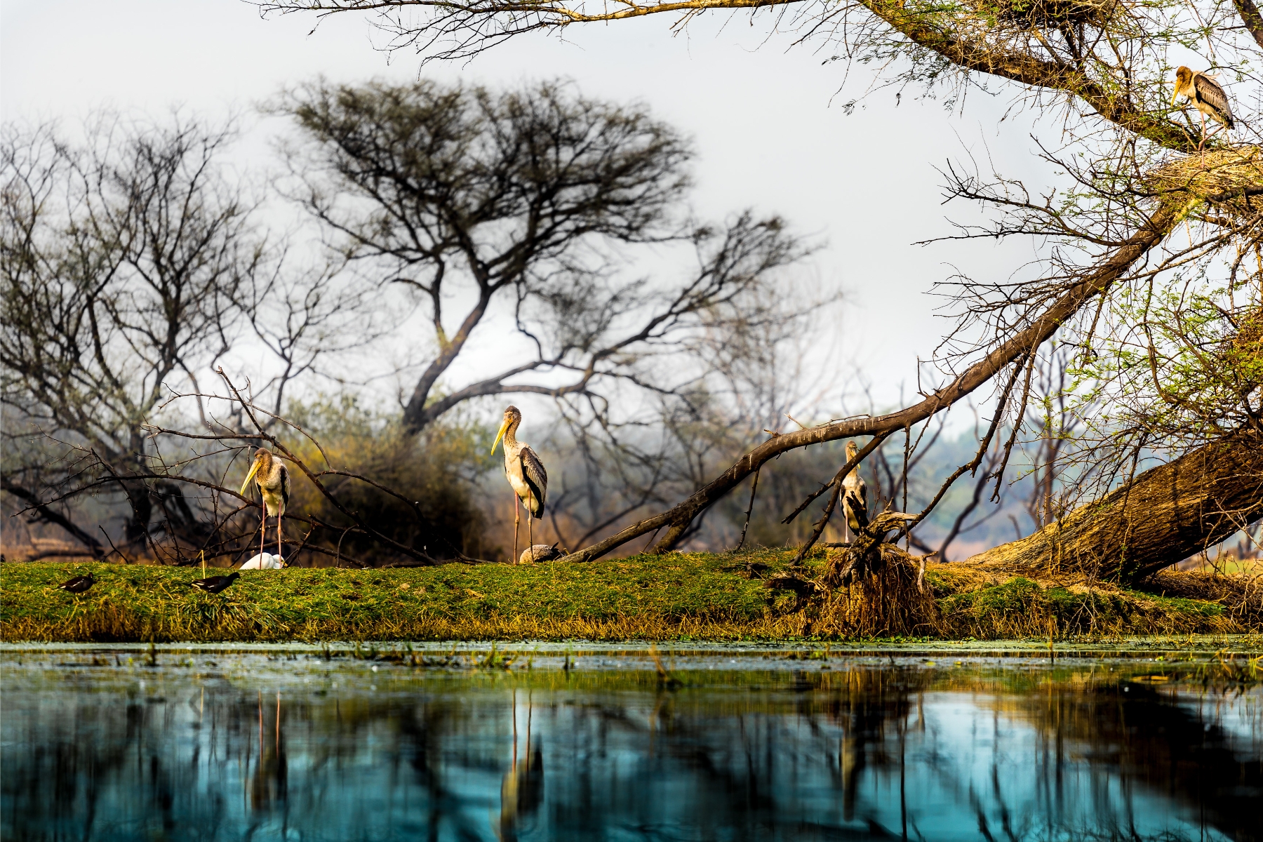 Golden Triangle Tour with Bharatpur and Ranthambore 8D